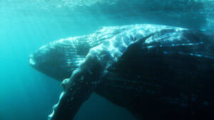 Allie and Rolf’s Freediving Blog