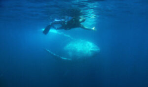 Allie and Rolf’s Freediving Blog