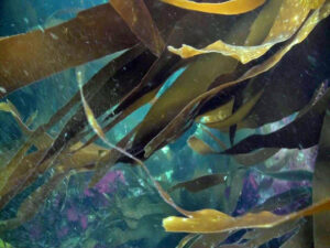 kelp 1