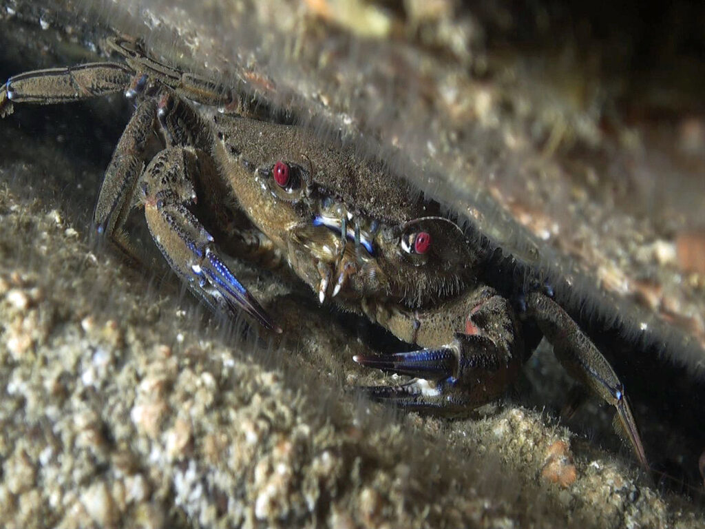 velvet crab 1