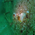 Octopus on wreck