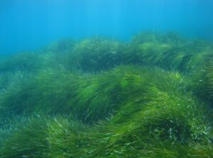 Marine Conservation Biology