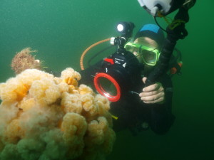 Diver photographing Plumose Anemones on the Rosalie at Weybourne