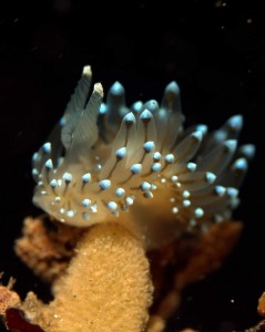 Crystal Sea Slug