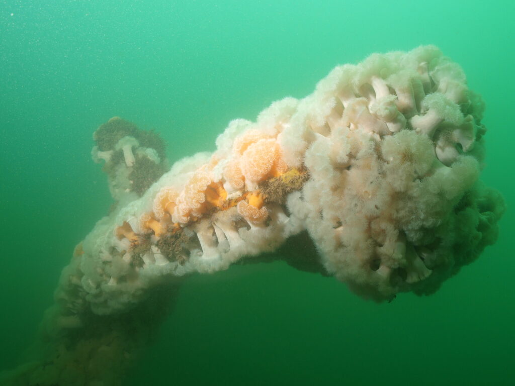 Plumose Anemones on the Rosalie