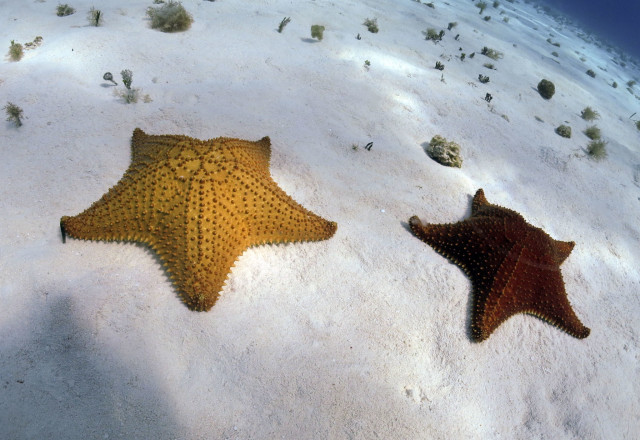 tam 2015-cushion seastars (3)