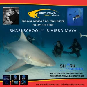 Sharkschool pic (2)