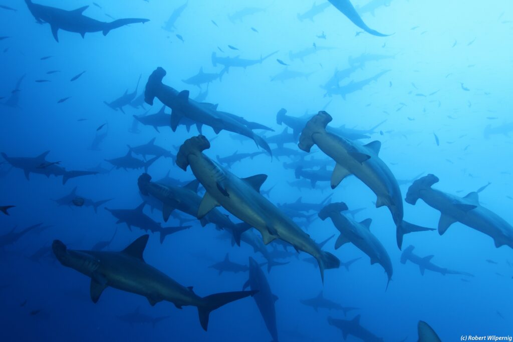 2. 3 hammerheads copyright Robert Wilpernig