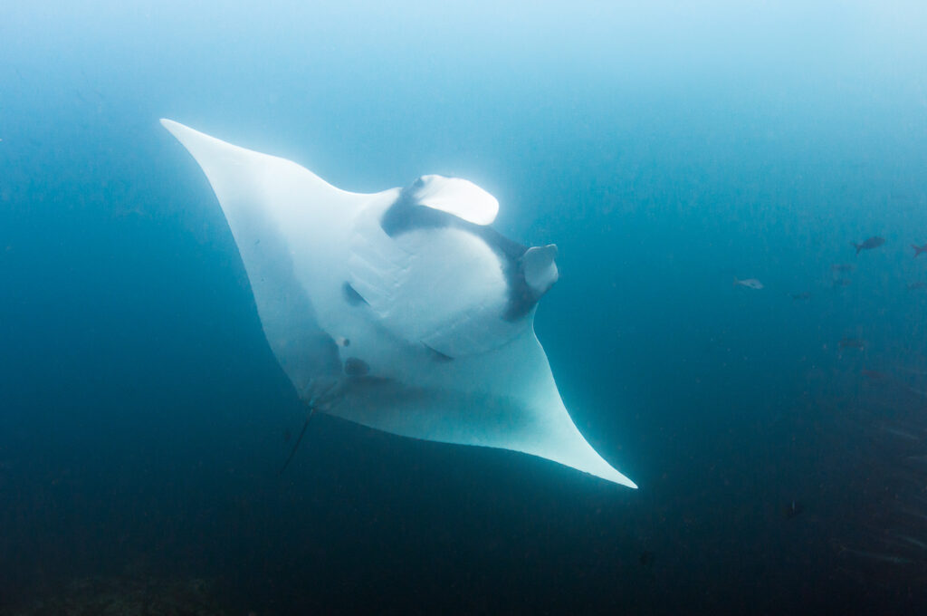 2. 5 Manta copyright Kathy White