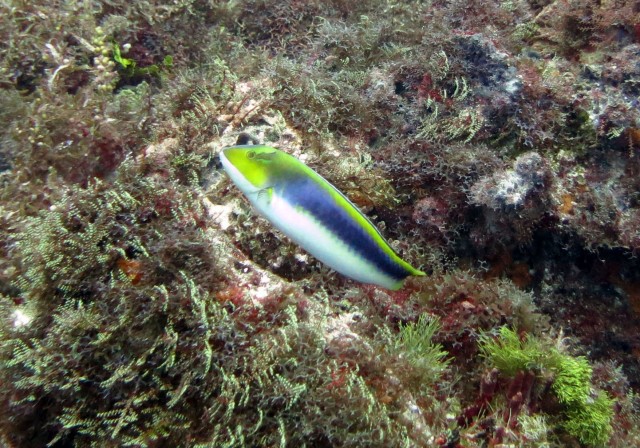 Beautiful Yellow Cheek Wrasse