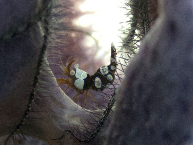I LOVE these squat anemone shrimps!!!