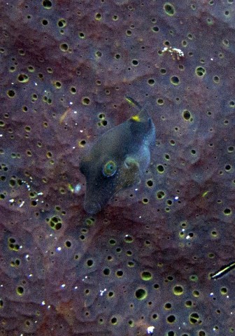 Tiny, tiny Sharpnose Puffer