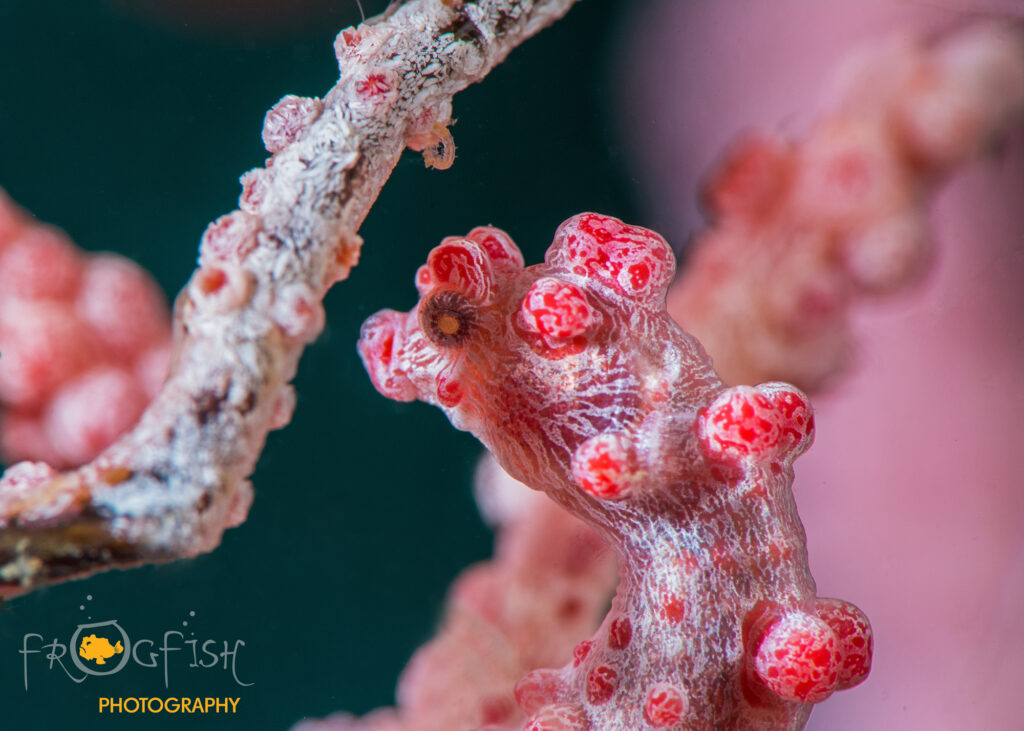 underwater photography