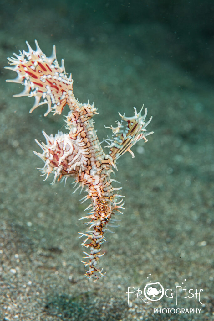 underwater photography