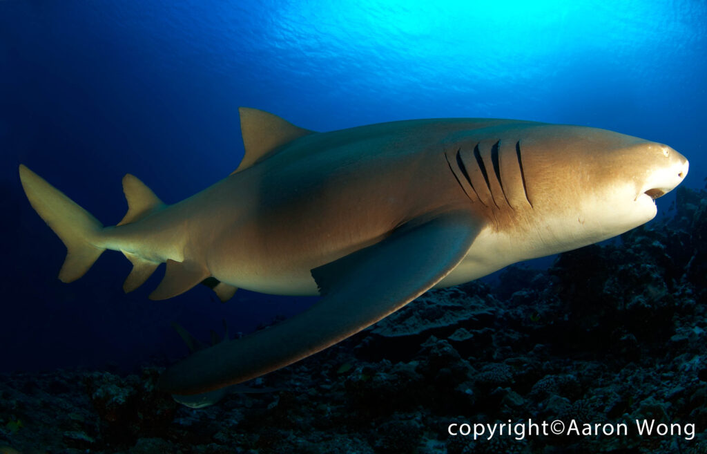 ©Aaron Wong - French Polynesia  (2)