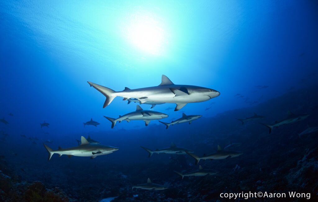 ©Aaron Wong - French Polynesia  (3)