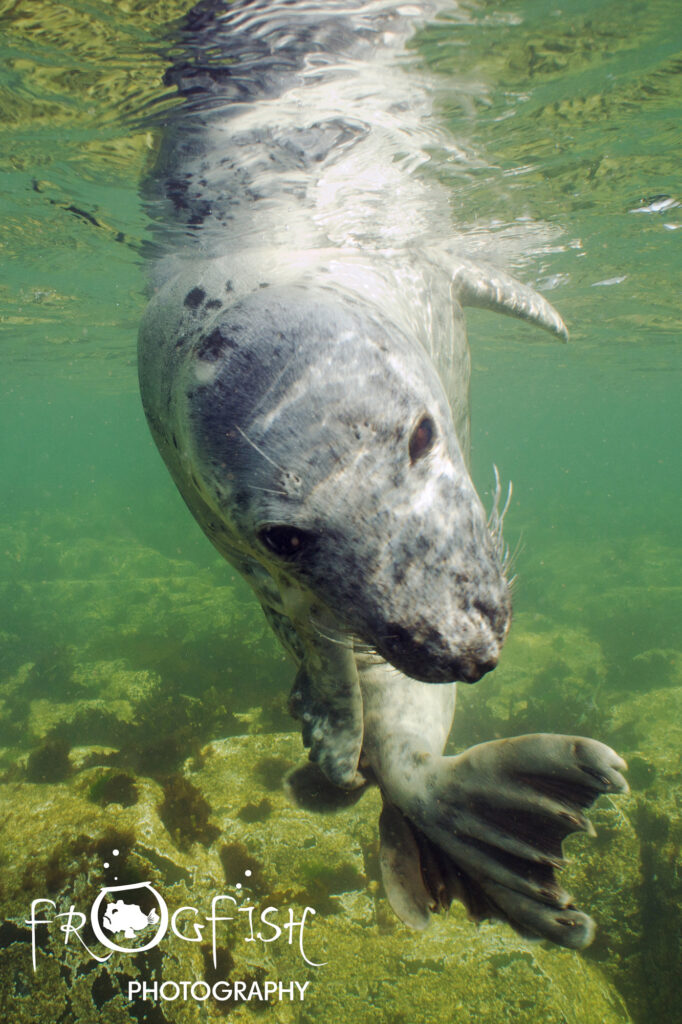 seals