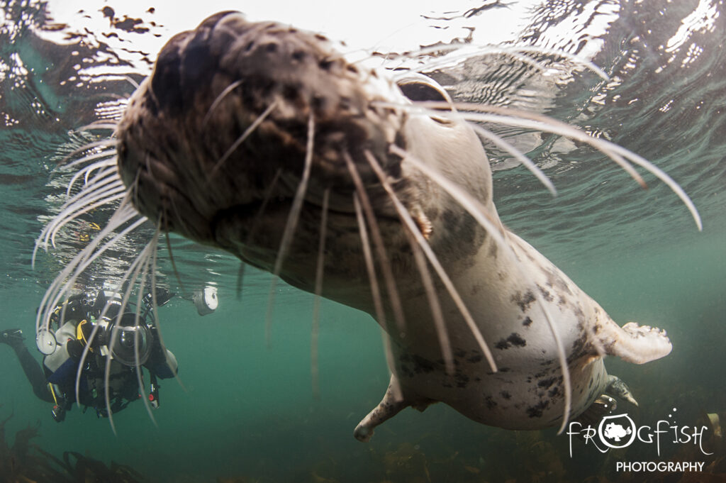 seals