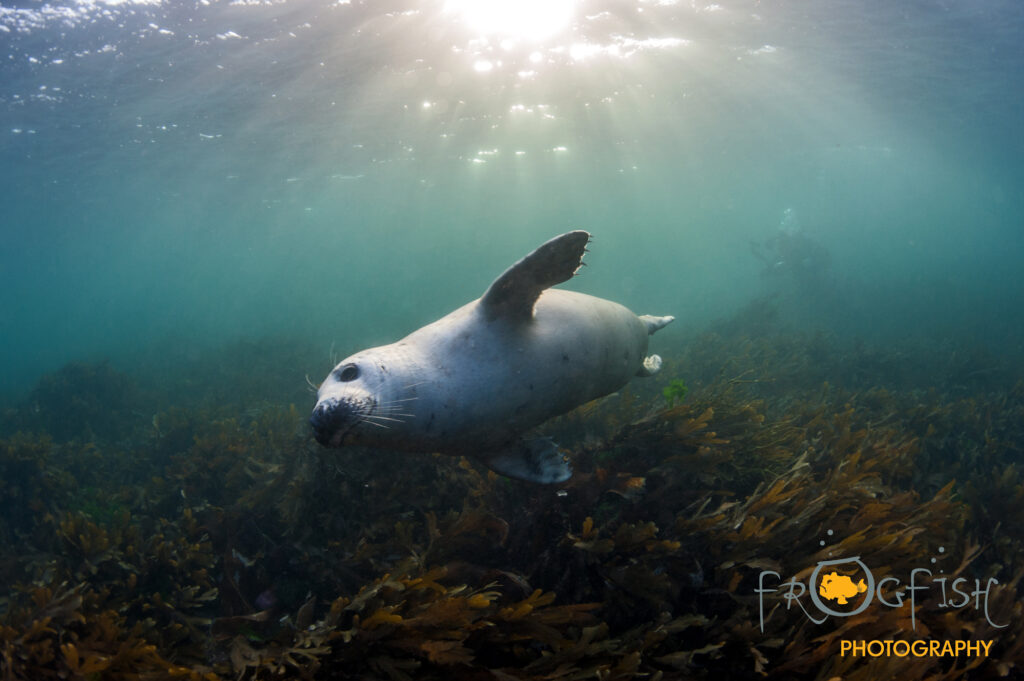 seals