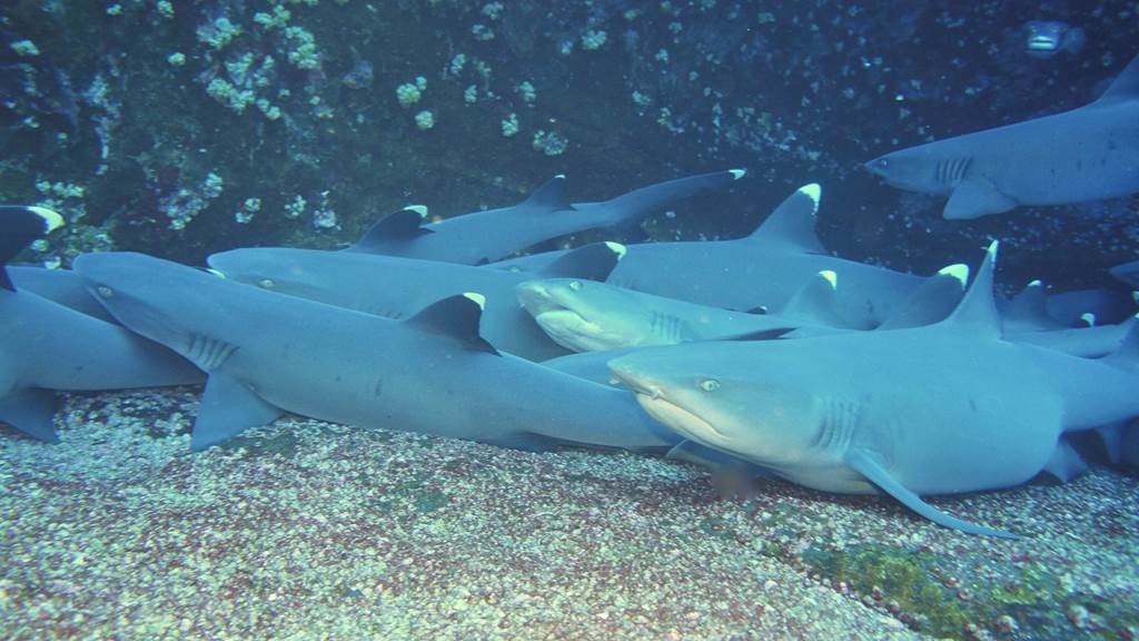 Whitetip sharks