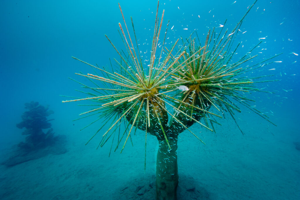Underwater Museum