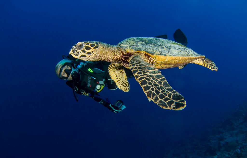 diver_with_turtle_hr