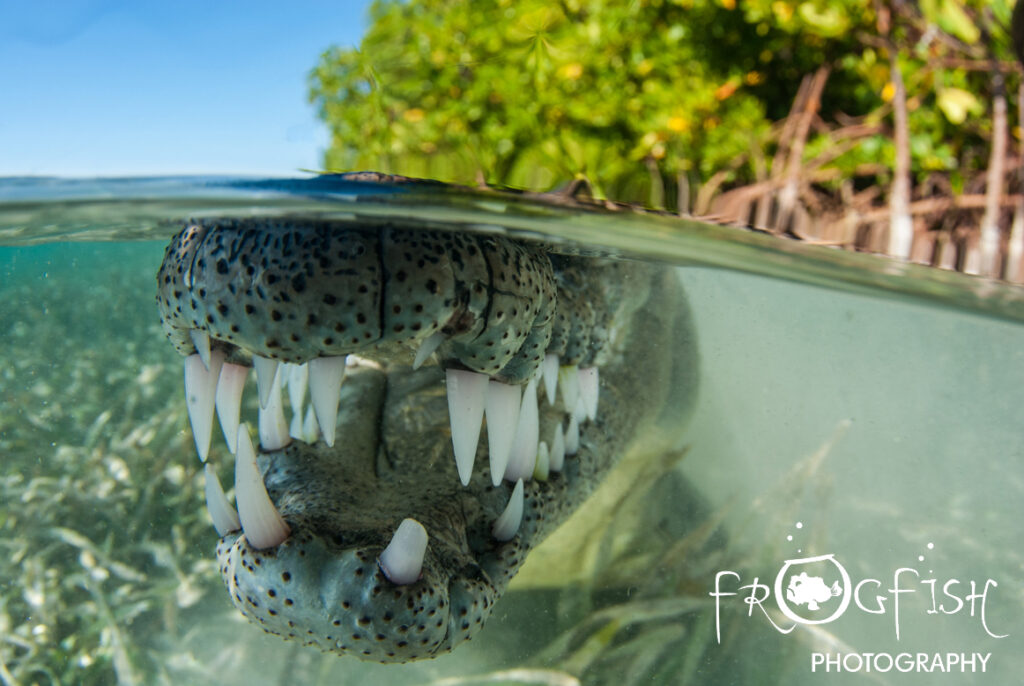 World's Best Wildlife Dive Sites