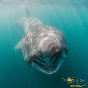 World's Best Wildlife Dive Sites