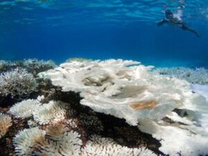 Biosphere Expeditions