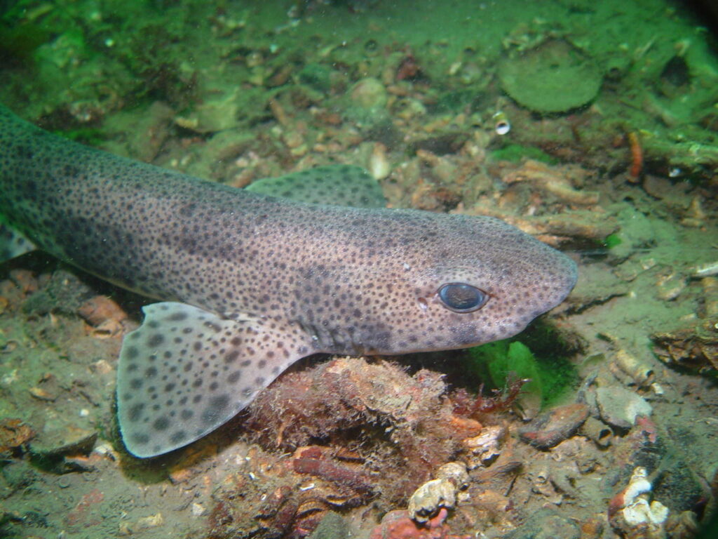 Dogfish. Photo: Graham Saunders, SNH
