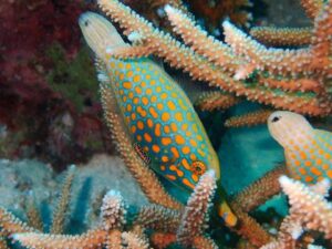 Biosphere Expeditions
