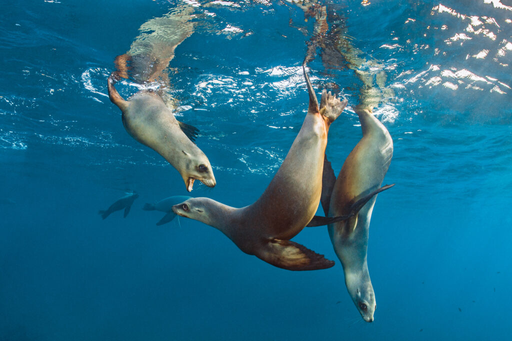 Secret of the Seas