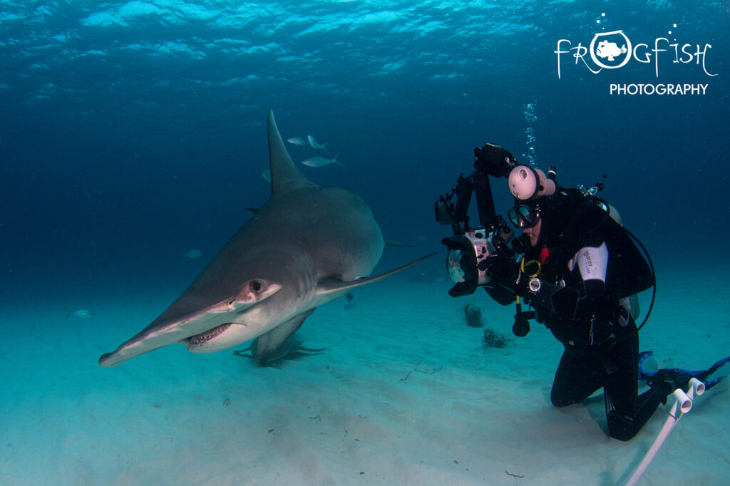 Great Hammerhead sharks