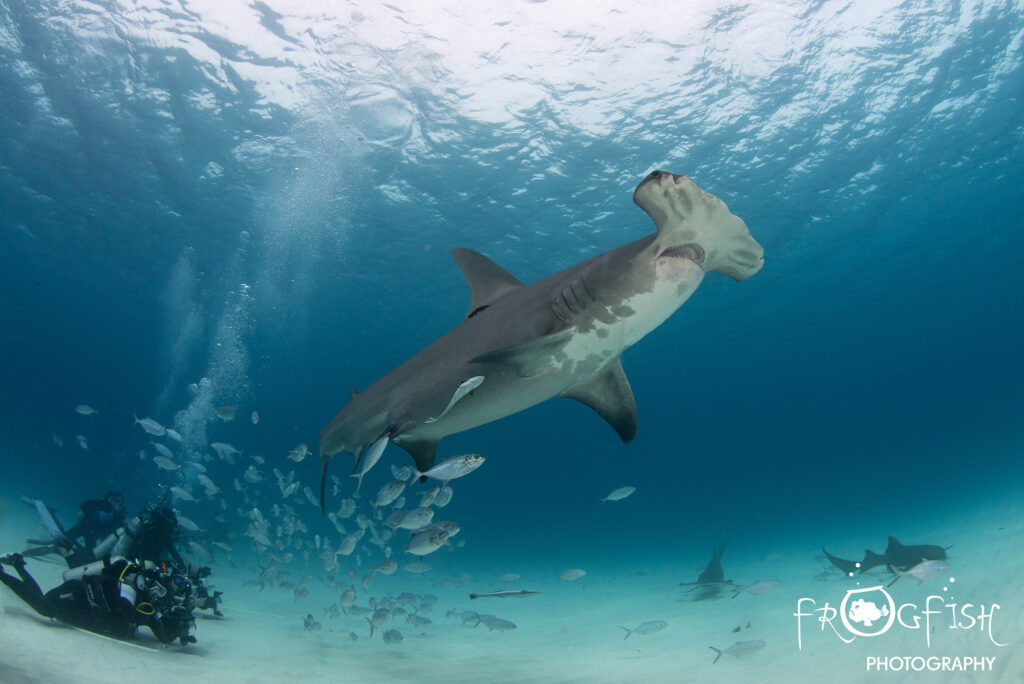 Great Hammerhead sharks