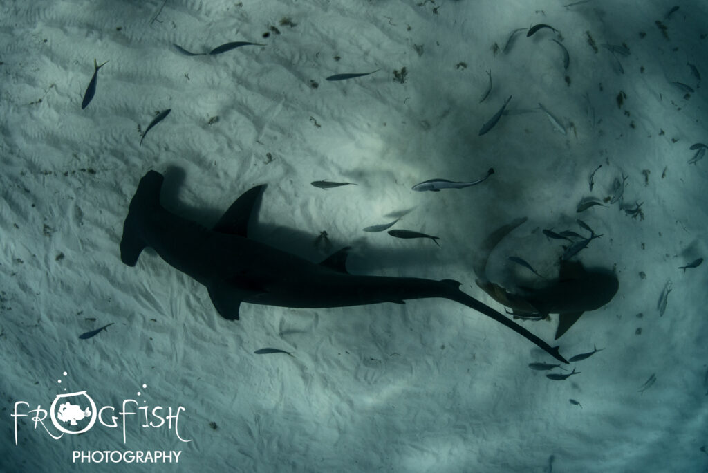 Great Hammerhead sharks