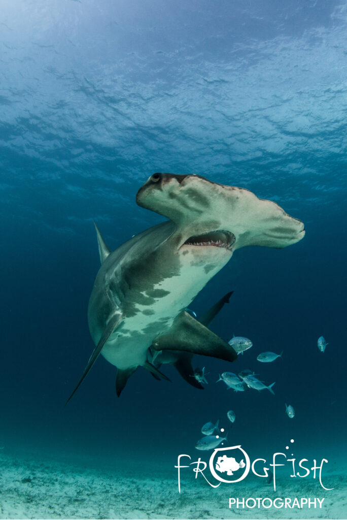 Great Hammerhead sharks
