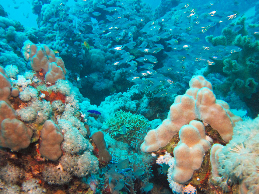 Renewing-our-Coral-Reefs-1