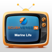 scubaverse-tv-marine-life