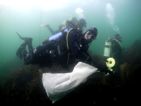 Underwater-litter-picking