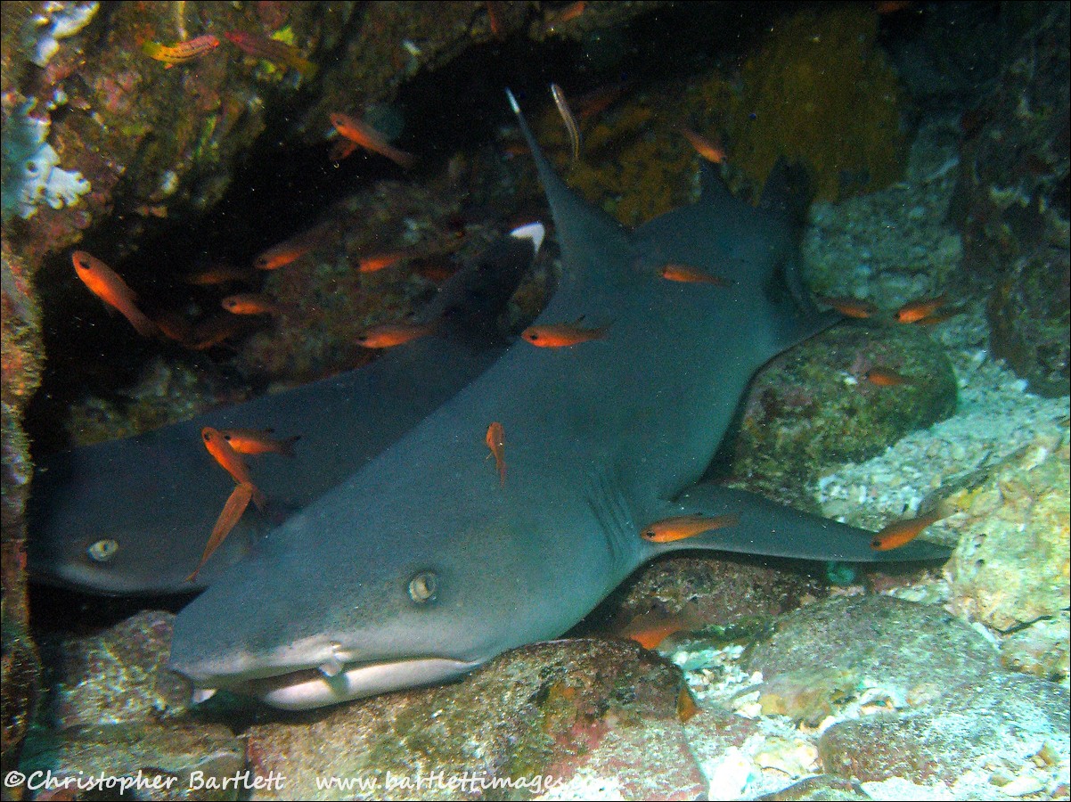 Whtitetip reef sharks resting at North Seymour (7)