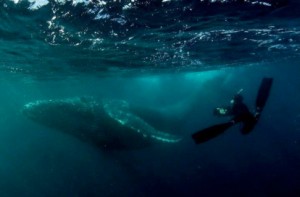 Allie and Rolf’s Freediving Blog