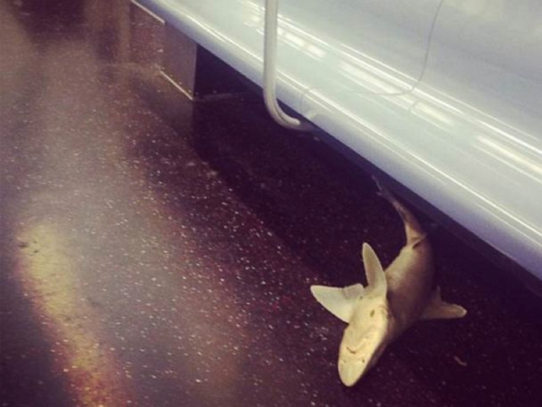 dead-shark-subway