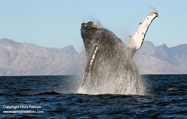 humpback whales 29.06.13