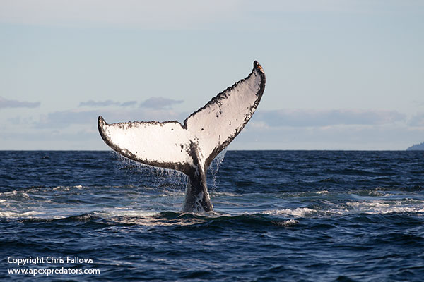 humpback whales 29.06.13a