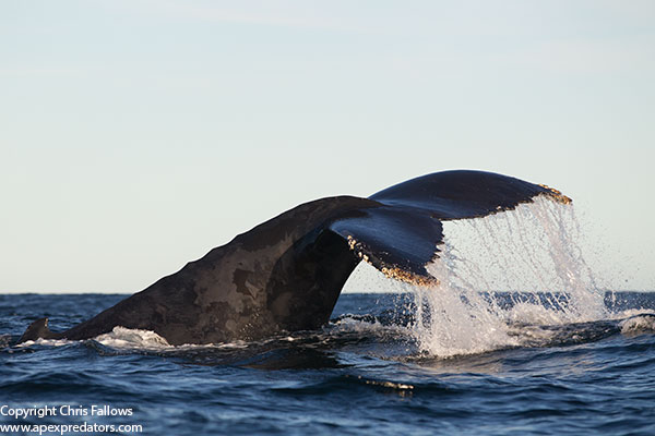 humpback whales 29.06.13b
