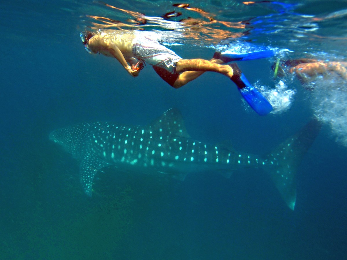 snorkelling and freediving with whale sharks, Mafia (5)