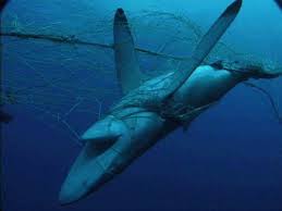 shark overfishing
