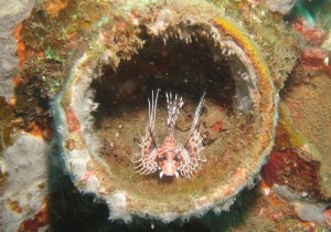 A juvenile lion fish finds sanctuary in the mouth of a bottle placed in the sand in Amed East Bali