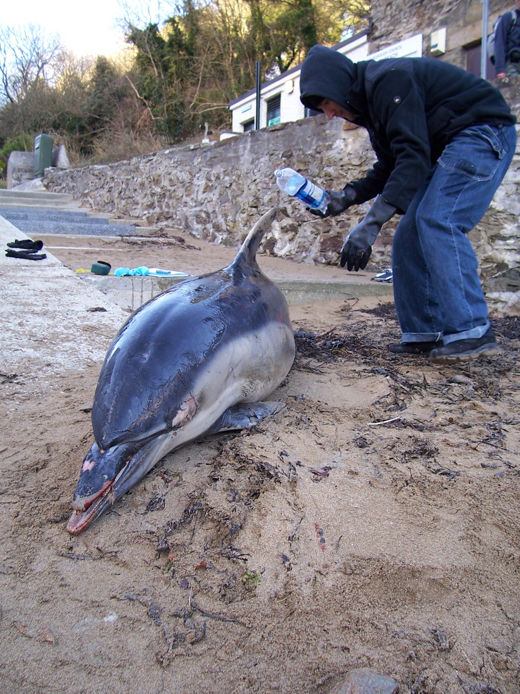 CWT dead dolphin