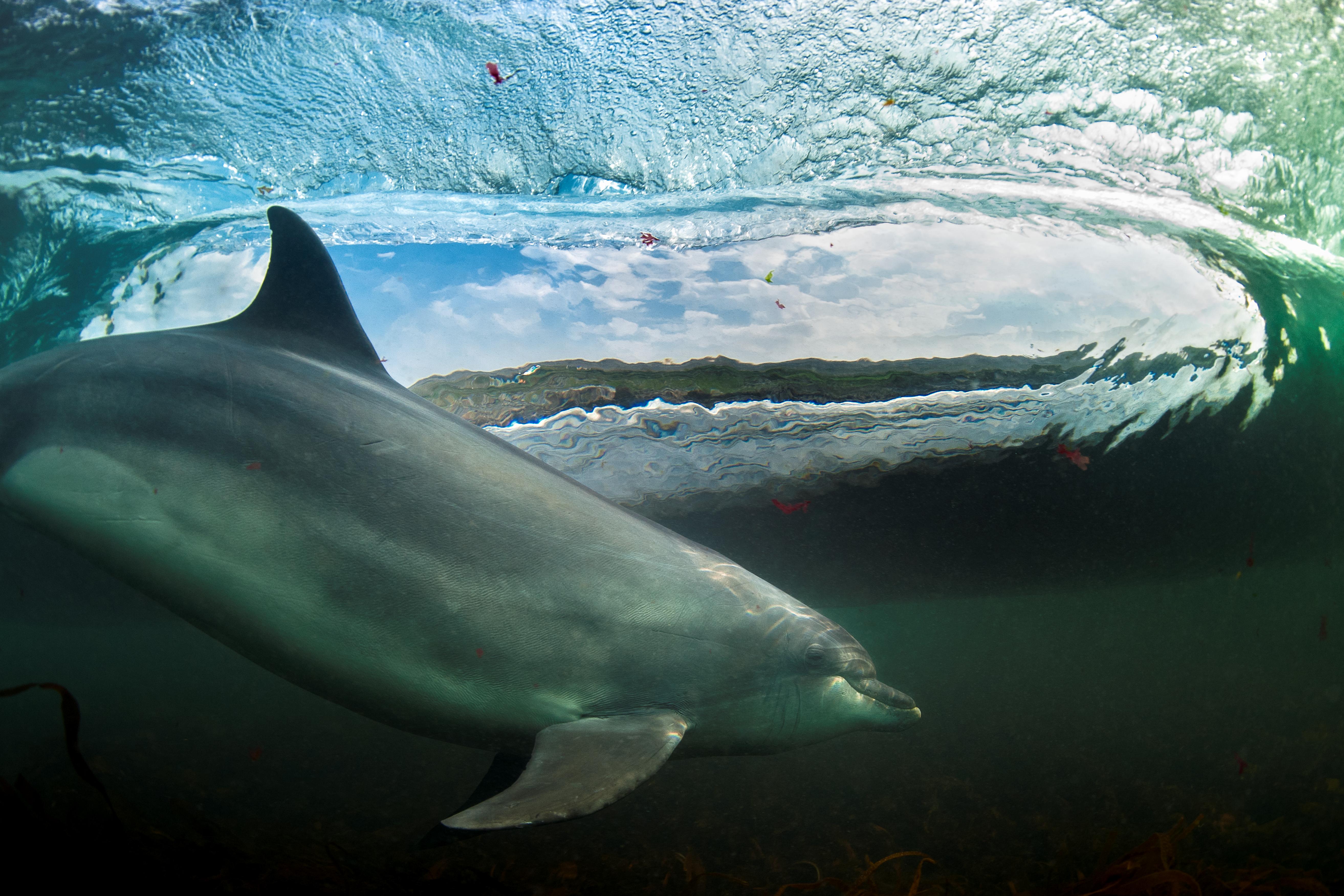 Wed dolphin surfing by George Karbus winner of RSWT photo comp 2013